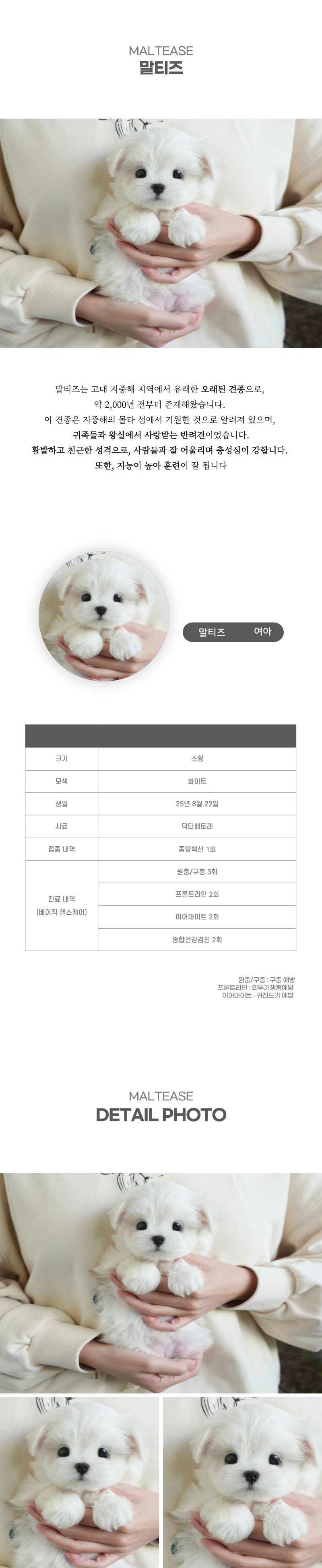 말티즈_상세이미지_2